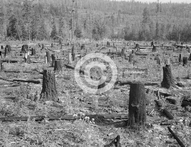 Part of uncleared land on farm on farm, Boundary County, Idaho, 1939. Creator: Dorothea Lange.