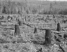 Part of uncleared land on farm on farm, Boundary County, Idaho, 1939. Creator: Dorothea Lange