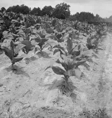 Part of Zollie Lyon's tobacco, nearly ready for priming, Wake County, North Carolina, 1939. Creator: Dorothea Lange
