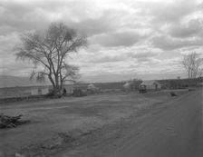 Part of a roadside ranch camp, twelve tents in this group, California, 1936. Creator: Dorothea Lange