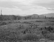 Part of eighty-acre farm showing cleared pasture land and uncleared piece,Bonner County,Idaho, 1939. Creator: Dorothea Lange