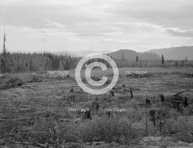 Part of eighty-acre farm showing cleared pasture land and uncleared piece,Bonner County,Idaho, 1939. Creator: Dorothea Lange.