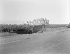 Partially loaded cotton wagon, Southern San Joaquin Valley, California, 1936. Creator: Dorothea Lange