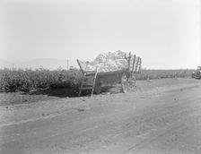 Partially loaded cotton wagon, Southern San Joaquin Valley, California, 1936. Creator: Dorothea Lange