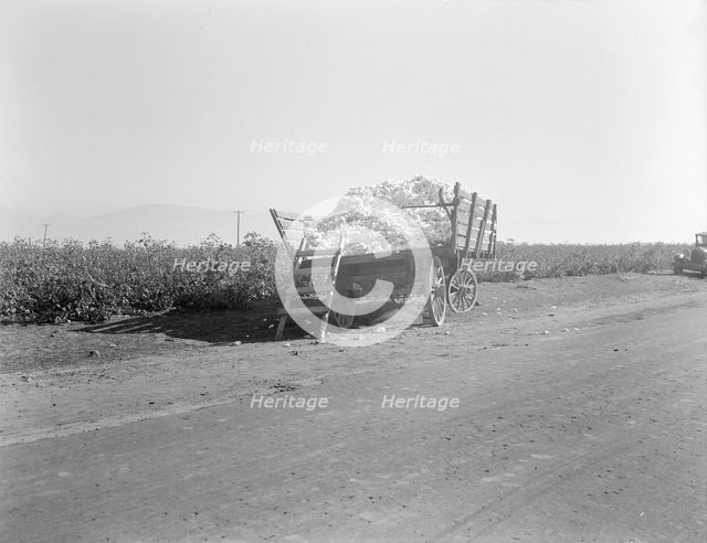 Partially loaded cotton wagon, Southern San Joaquin Valley, California, 1936. Creator: Dorothea Lange.