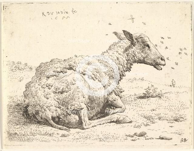 Partially shorn sheep lying in the grass with insects hovering around its head, 1655. Creator: Karel Du Jardin.