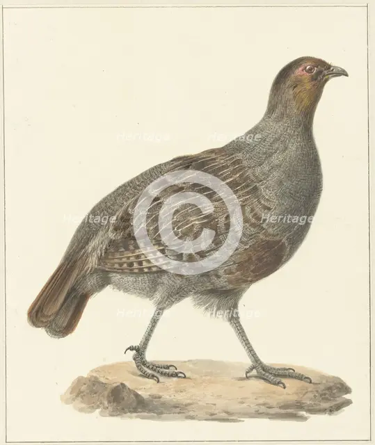 Partridge, 1759-1842. Creator: Pieter Bartholomeusz. Barbiers.