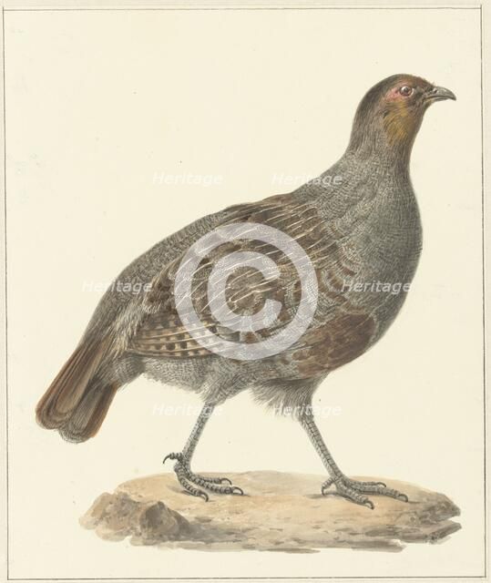 Partridge, 1759-1842. Creator: Pieter Bartholomeusz. Barbiers.