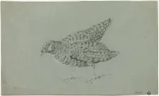 Partridge, n.d. Creator: Jean-Baptiste Oudry
