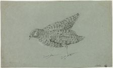 Partridge, n.d. Creator: Jean-Baptiste Oudry