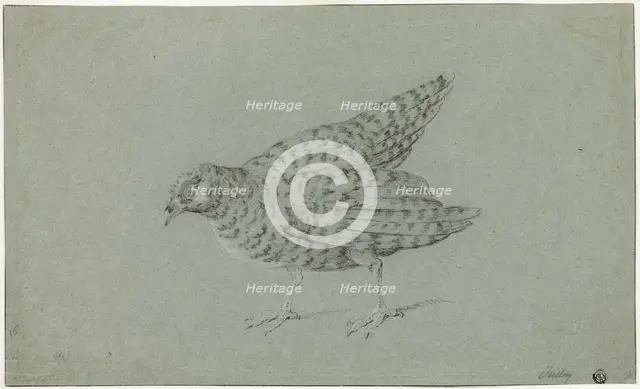 Partridge, n.d. Creator: Jean-Baptiste Oudry.
