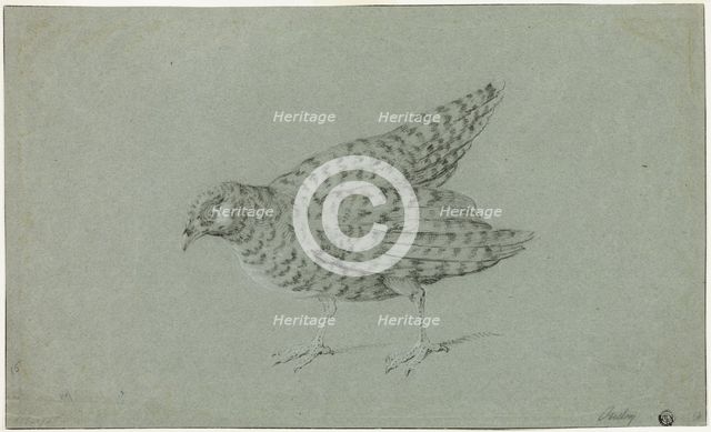 Partridge, n.d. Creator: Jean-Baptiste Oudry.