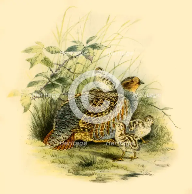 'Partridge and Chicks', 1877, (1942).  Creator: Edward Neale.