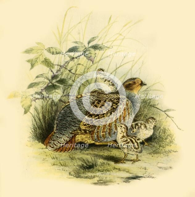 'Partridge and Chicks', 1877, (1942).  Creator: Edward Neale.