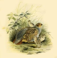 Partridge and Chicks 1877, (1942). Creator: Edward Neale