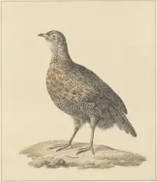 Partridge (Patrijs), 1759-1842. Creator: Pieter Bartholomeusz. Barbiers