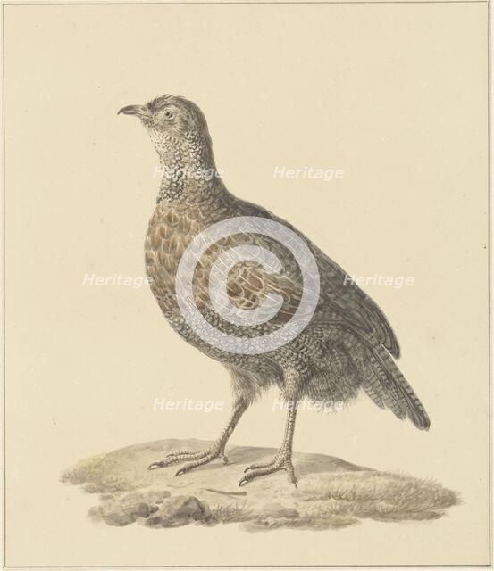 Partridge (Patrijs), 1759-1842. Creator: Pieter Bartholomeusz. Barbiers.