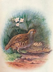 Partridge - Per'dix cine'rea c1910, (1910). Artist: George James Rankin