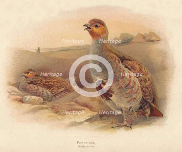 'Partridge (Perdix cinerea)', 1900, (1900). Artist: Charles Whymper.