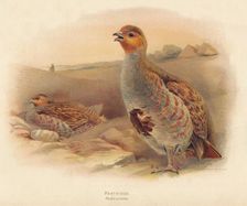 Partridge (Perdix cinerea) 1900, (1900). Artist: Charles Whymper