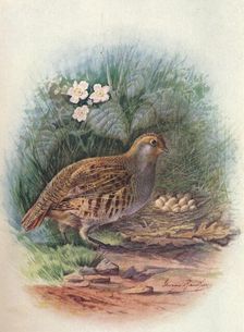 Partridge - Per'dix cine'rea c1910, (1910). Artist: George James Rankin