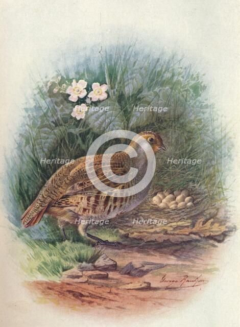 'Partridge - Per'dix cine'rea', c1910, (1910). Artist: George James Rankin.