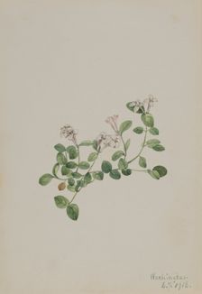 Partridgeberry (Mitchella repena), 1918. Creator: Mary Vaux Walcott