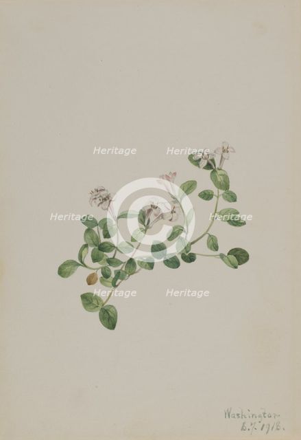 Partridgeberry (Mitchella repena), 1918. Creator: Mary Vaux Walcott.