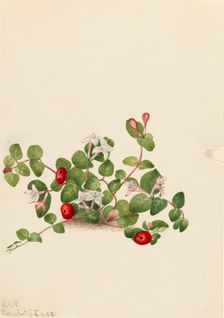 Partridgeberry (Mitchella repens), 1925. Creator: Mary Vaux Walcott