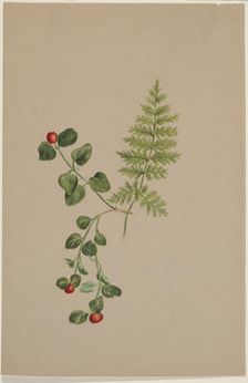 Partridgeberry (Mitchella repens), ca. 1883. Creator: Mary Vaux Walcott