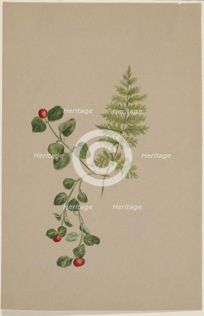 Partridgeberry (Mitchella repens), ca. 1883. Creator: Mary Vaux Walcott.