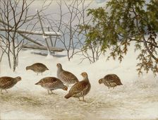 Partridges in Snow, 1895. Creator: Ferdinand von Wright