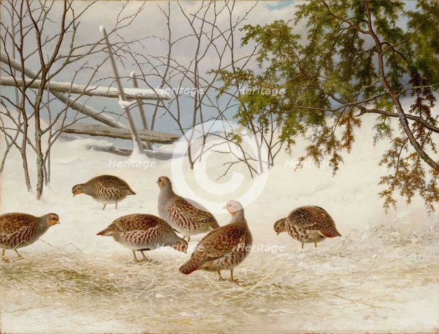 Partridges in Snow, 1895. Creator: Ferdinand von Wright.