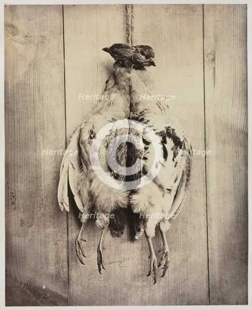 Partridges (recto), c. 1861. Creator: Captain N. Baily (British).