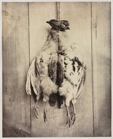 Partridges (recto); L.D. Campbell's Tomb (verso), c. 1861. Creator: Captain N. Baily (British); John Hamilton Craigie (British)