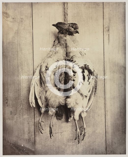 Partridges (recto); L.D. Campbell's Tomb (verso), c. 1861. Creator: Captain N. Baily (British); John Hamilton Craigie (British).