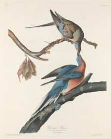 Passenger Pigeon, 1829. Creator: Robert Havell