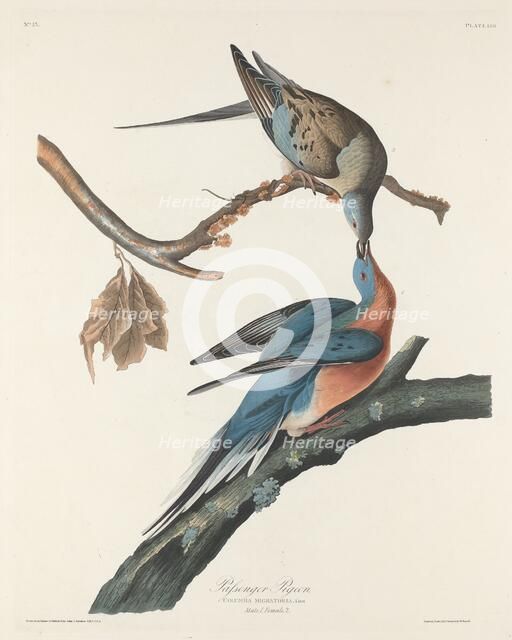 Passenger Pigeon, 1829. Creator: Robert Havell.