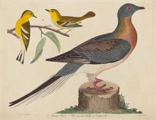 Passenger Pigeon, Blue-mountain Warbler, and Hemlock Warbler, published 1808-1814. Creator: John G. Warnicke