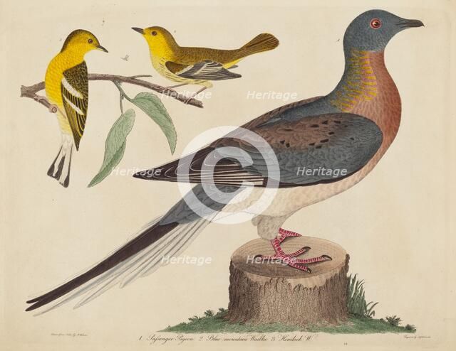 Passenger Pigeon, Blue-mountain Warbler, and Hemlock Warbler, published 1808-1814. Creator: John G. Warnicke.