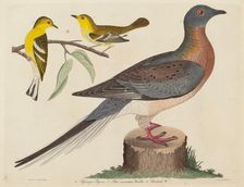 Passenger Pigeon, Blue-mountain Warbler, and Hemlock Warbler, published 1808-1814. Creator: John G. Warnicke