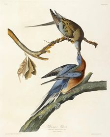 Passenger Pigeon, Columba Migratoria, 1845