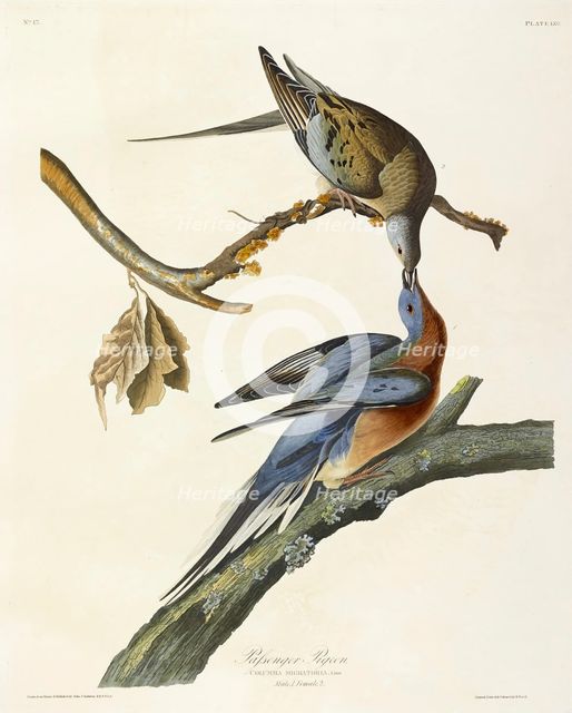 Passenger Pigeon, Columba Migratoria, 1845.