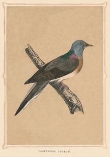 Passenger Pigeon (Ectopistes migratorius), extinct species, c1850, (1856)
