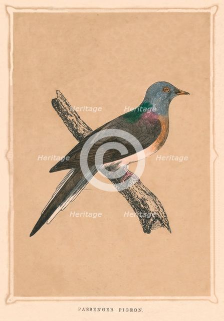'Passenger Pigeon', (Ectopistes migratorius), extinct species, c1850, (1856). Artist: Unknown.