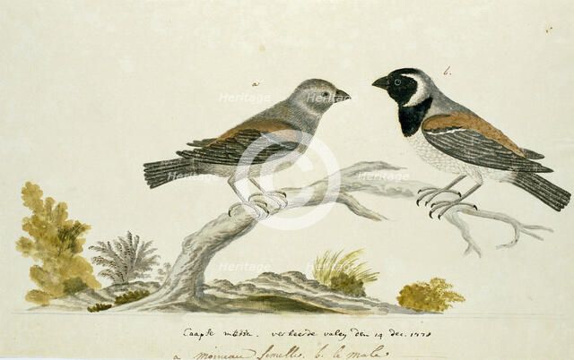 Passer melanurus (Cape sparrow or mossie), 1778. Creator: Robert Jacob Gordon.