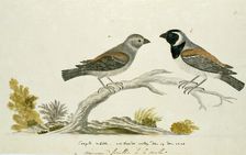 Passer melanurus (Cape sparrow or mossie), 1778. Creator: Robert Jacob Gordon