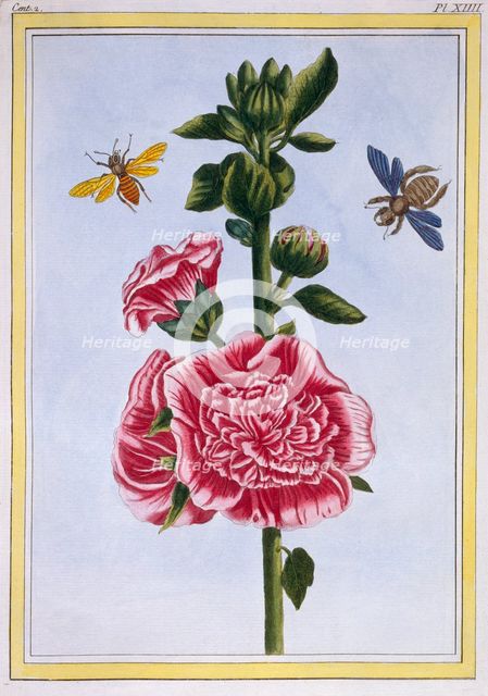 Passerose (Hollyhock),  pub. 1776. Creator: Pierre Joseph Buchoz (1731-1807).