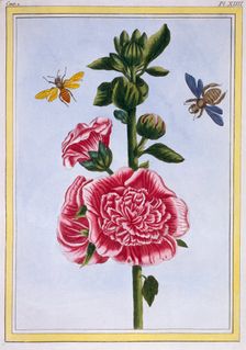 Passerose (Hollyhock), pub. 1776. Creator: Pierre Joseph Buchoz (1731-1807)