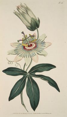Passiflora Coerulea (Common Passion Flower), pub. 1786 (hand coloured engraving). Creator: English School (18th Century)